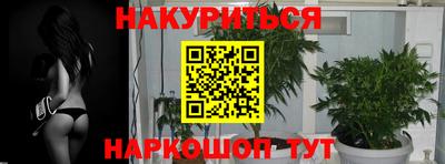 прущие крисы Кингисепп